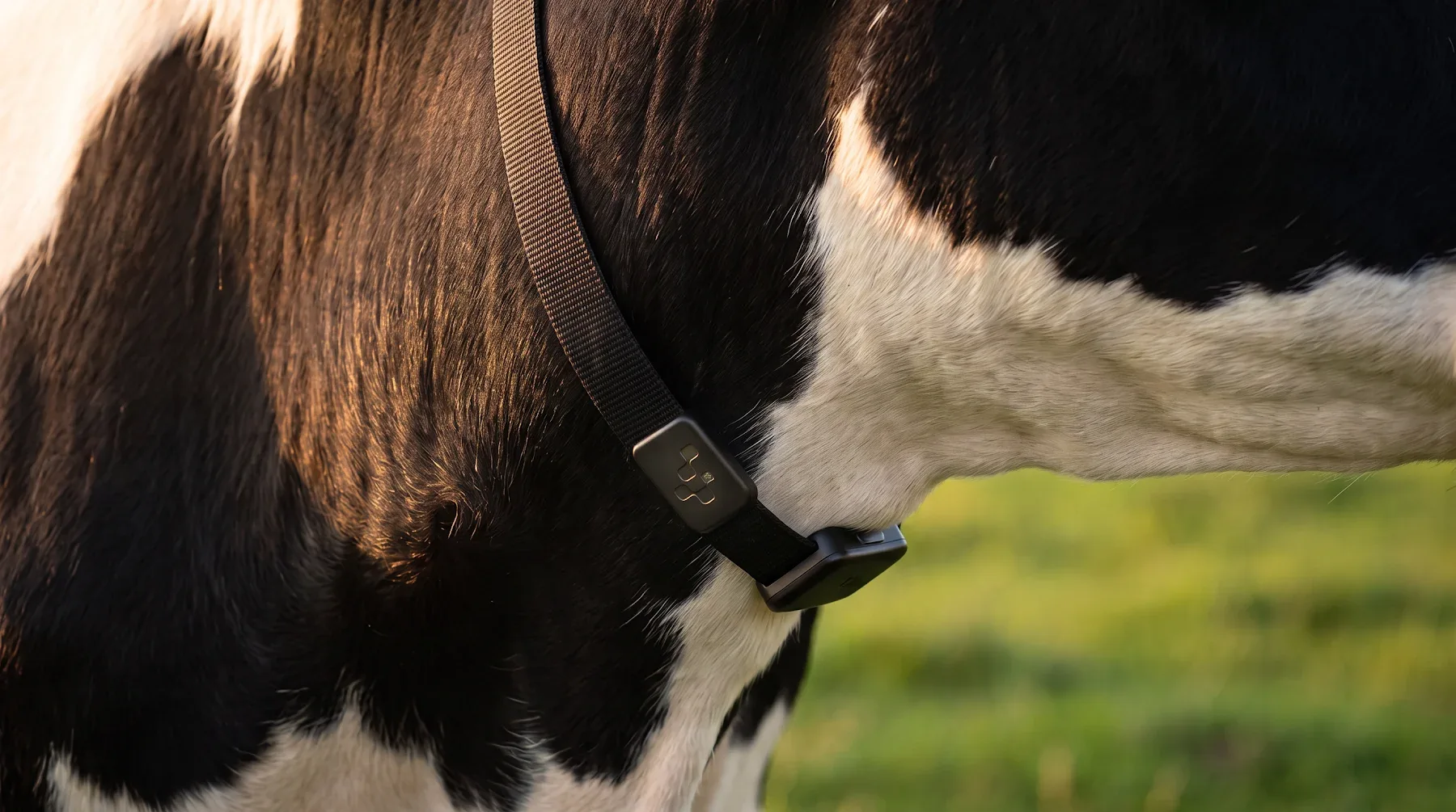 Smart Collar fitted to a cow